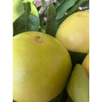 Erken hasat greyfurt 1 kg