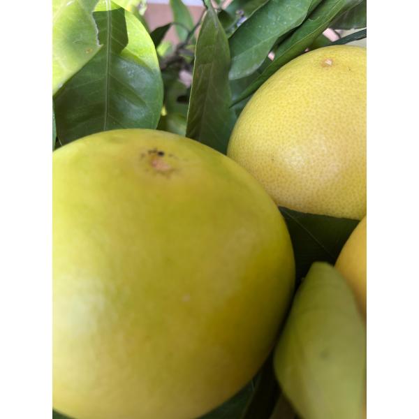 Erken hasat greyfurt 1 kg