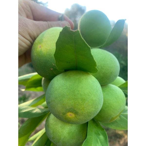 Erken Hasat Satsuma 1kg