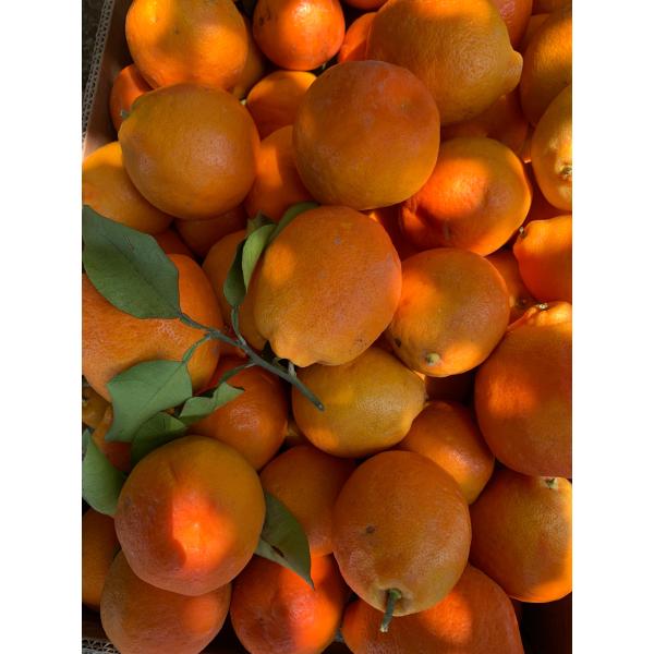 Minola Mandalina 5 kg