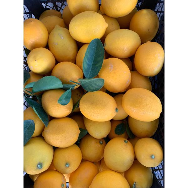  Limon 1kg