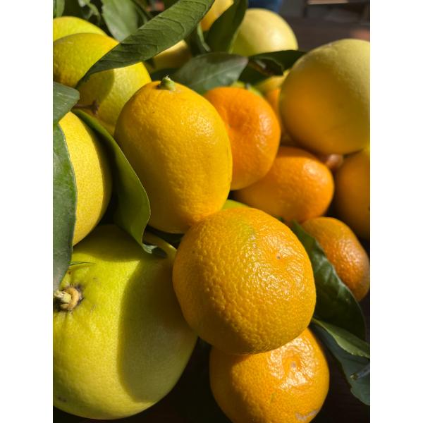 Narenciye sepeti 5 kg