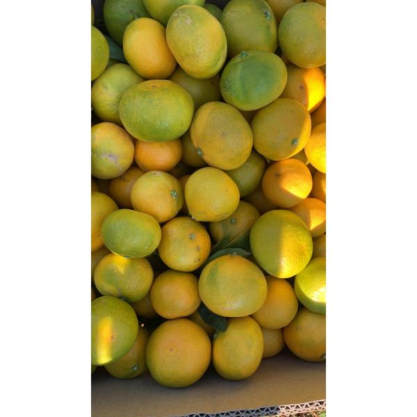 OKİTSU MANDALİNA 1 KG