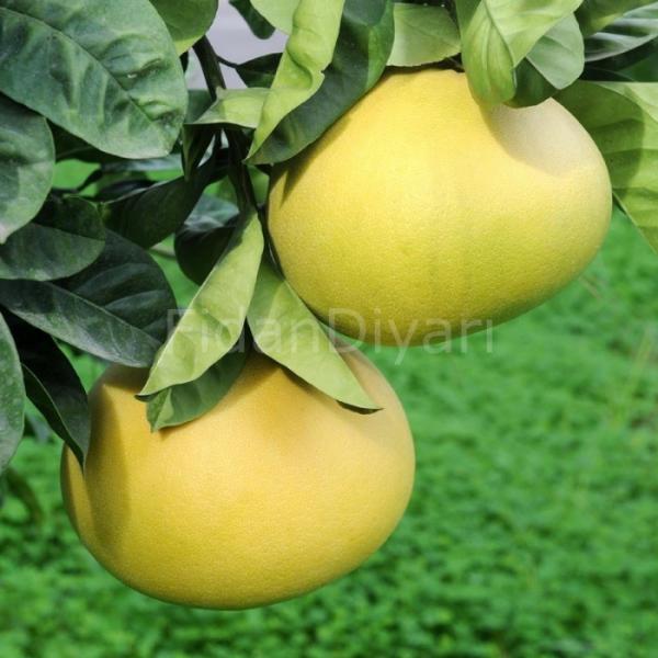 Pomelo 1 kg (Küçük Boy)
