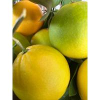 Portakal erken hasat 1 kg