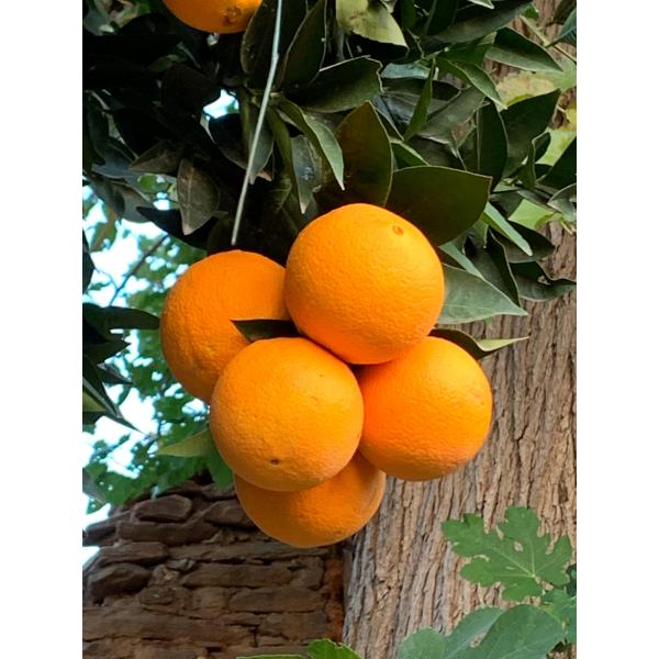 Washington Portakal 5 kg