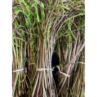 SARMAŞIK DEMET(350_380GR)