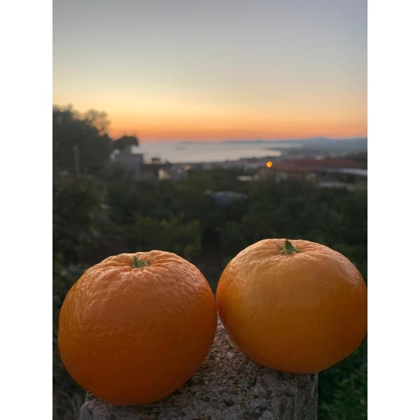 Wase Satsuma 1 kg