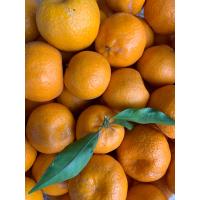 YERLİ BODRUM MANDALİNASI