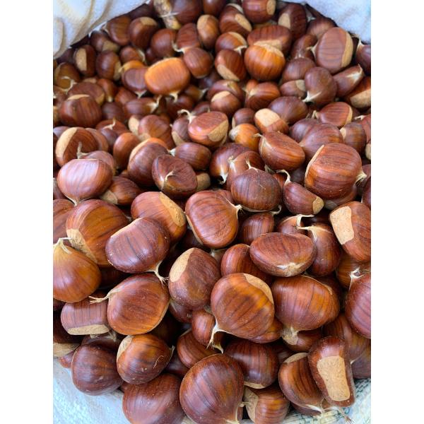 kestane 1 kg