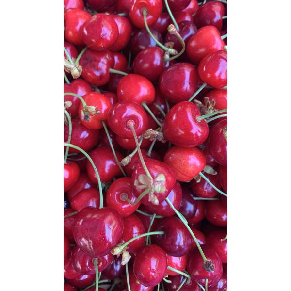 Kiraz 1 kg(Salihli cinsi)