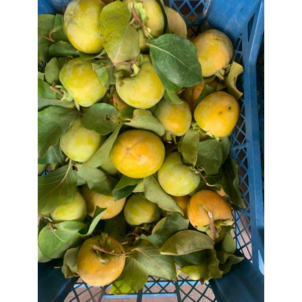 Cennet Hurması 1 kg
