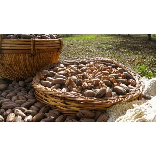 organik pikan cevizi(talat çelik) 1 kg