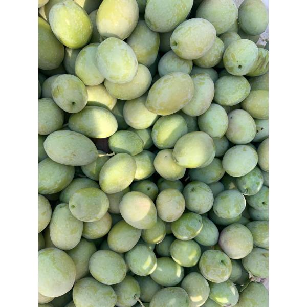 YEŞİL ZEYTİN 1 KG